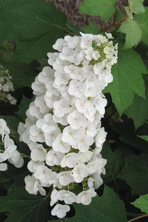 Alice Oakleaf Hydrangea - 3 Gallon Pot 12 Alice Oakleaf Hydrangea - 3 Gallon Pot - Image 10