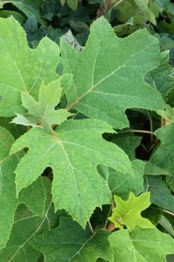 Alice Oakleaf Hydrangea - 3 Gallon Pot 17 Alice Oakleaf Hydrangea - 3 Gallon Pot -Garden & Outdoor Sale Shop Hydrangea Oakleaf Alice 5