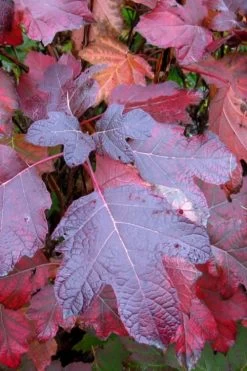 Alice Oakleaf Hydrangea - 3 Gallon Pot 16 Alice Oakleaf Hydrangea - 3 Gallon Pot -Garden & Outdoor Sale Shop Hydrangea Oakleaf Alice 7