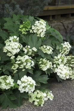 Pee Wee Dwarf Oakleaf Hydrangea - 1 Gallon Pot -Garden & Outdoor Sale Shop Hydrangea Oakleaf Pee Wee 11