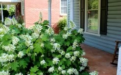 Pee Wee Dwarf Oakleaf Hydrangea - 1 Gallon Pot -Garden & Outdoor Sale Shop Hydrangea Oakleaf Pee Wee