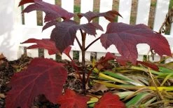 Ruby Slippers Dwarf Oakleaf Hydrangea - 3 Gallon Pot -Garden & Outdoor Sale Shop Hydrangea Oakleaf Ruby Slippers Fall Foliage Color 1