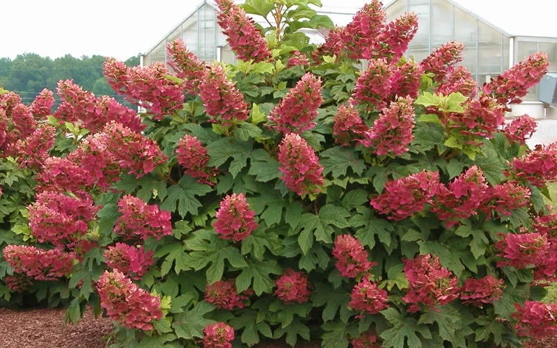 Ruby Slippers Dwarf Oakleaf Hydrangea - 2 Gallon Pot 6 Ruby Slippers Dwarf Oakleaf Hydrangea - 2 Gallon Pot - Image 4