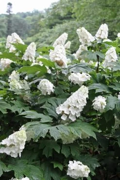 Snow Queen Oakleaf Hydrangea - 2 Gallon Pot -Garden & Outdoor Sale Shop Hydrangea Oakleaf Snow Queen 10