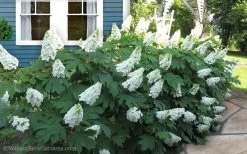 Snow Queen Oakleaf Hydrangea - 2 Gallon Pot -Garden & Outdoor Sale Shop Hydrangea Oakleaf Snow Queen 11