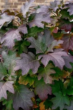 Snow Queen Oakleaf Hydrangea - 2 Gallon Pot -Garden & Outdoor Sale Shop Hydrangea Oakleaf Snow Queen 3