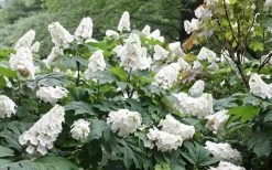 Snow Queen Oakleaf Hydrangea - 2 Gallon Pot -Garden & Outdoor Sale Shop Hydrangea Oakleaf Snow Queen 6