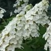Snow Queen Oakleaf Hydrangea - 3 Gallon Pot -Garden & Outdoor Sale Shop Hydrangea Oakleaf Snow Queen 8 1