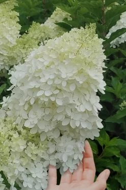 Phantom Hydrangea - 5 Gallon Pot -Garden & Outdoor Sale Shop Hydrangea Phantom 20