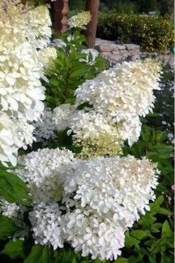Phantom Hydrangea - 5 Gallon Pot -Garden & Outdoor Sale Shop Hydrangea Phantom 500x750 1