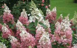 Pinky Winky Hydrangea - 3 Gallon Pot -Garden & Outdoor Sale Shop Hydrangea Pinky Winky 1