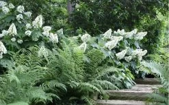 Alice Oakleaf Hydrangea - 3 Gallon Pot 19 Alice Oakleaf Hydrangea - 3 Gallon Pot -Garden & Outdoor Sale Shop Hydrangea Quercifolia Oakleaf 50