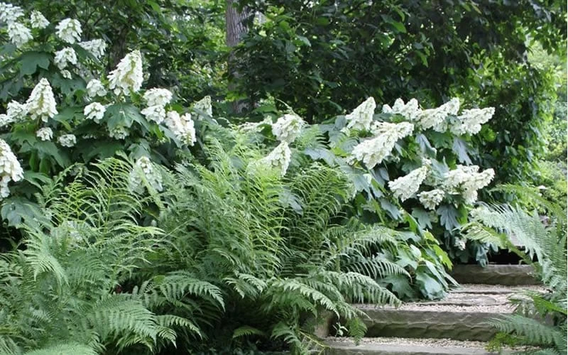 Alice Oakleaf Hydrangea - 3 Gallon Pot 10 Alice Oakleaf Hydrangea - 3 Gallon Pot - Image 8