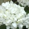 Sister Theresa Hydrangea - 3 Gallon Pot -Garden & Outdoor Sale Shop Hydrangea Sister Theresa 2 500x750 1