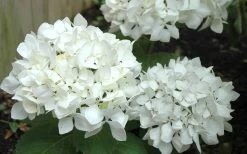 Sister Theresa Hydrangea - 3 Gallon Pot 11 Sister Theresa Hydrangea - 3 Gallon Pot -Garden & Outdoor Sale Shop Hydrangea Sister Theresa 50
