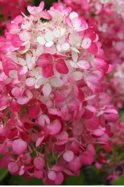 Strawberry Sundae Hydrangea - 3 Gallon Pot -Garden & Outdoor Sale Shop Hydrangea Strawberry Sundae Flower 1