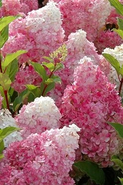Strawberry Sundae Hydrangea - 3 Gallon Pot -Garden & Outdoor Sale Shop Hydrangea Strawberry Sundae Flowers 3