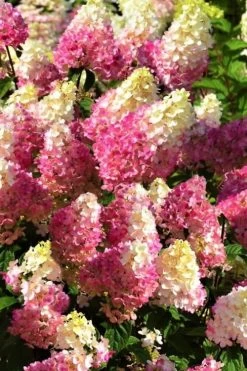 Strawberry Sundae Hydrangea - 3 Gallon Pot -Garden & Outdoor Sale Shop Hydrangea Strawberry Sundae Flowers 5