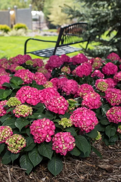 Summer Crush Endless Summer Hydrangea - 3 Gallon Pot 9 Summer Crush Endless Summer Hydrangea - 3 Gallon Pot - Image 7