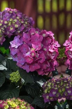 Summer Crush Endless Summer Hydrangea - 3 Gallon Pot 15 Summer Crush Endless Summer Hydrangea - 3 Gallon Pot -Garden & Outdoor Sale Shop Hydrangea Summer Crush Endless Summer 4 3