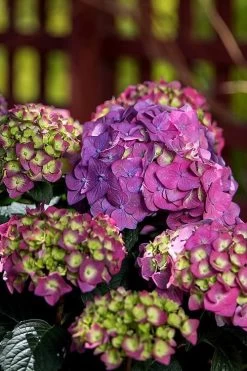 Summer Crush Endless Summer Hydrangea - 3 Gallon Pot 18 Summer Crush Endless Summer Hydrangea - 3 Gallon Pot -Garden & Outdoor Sale Shop Hydrangea Summer Crush Endless Summer 5 3