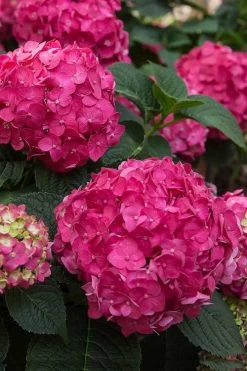 Summer Crush Endless Summer Hydrangea - 3 Gallon Pot 14 Summer Crush Endless Summer Hydrangea - 3 Gallon Pot -Garden & Outdoor Sale Shop Hydrangea Summer Crush Endless Summer 6 3