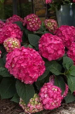 Summer Crush Endless Summer Hydrangea - 3 Gallon Pot 19 Summer Crush Endless Summer Hydrangea - 3 Gallon Pot -Garden & Outdoor Sale Shop Hydrangea Summer Crush Endless Summer 7 3