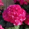 Summer Crush Endless Summer Hydrangea - 6 Gallon Pot (COPY) -Garden & Outdoor Sale Shop Hydrangea Summer Crush Endless Summer 8 2