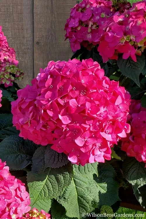 Summer Crush Endless Summer Hydrangea - 3 Gallon Pot 3 Summer Crush Endless Summer Hydrangea - 3 Gallon Pot