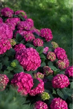 Summer Crush Endless Summer Hydrangea - 1 Gallon Pot -Garden & Outdoor Sale Shop Hydrangea Summer Crush Endless Summer 9 1