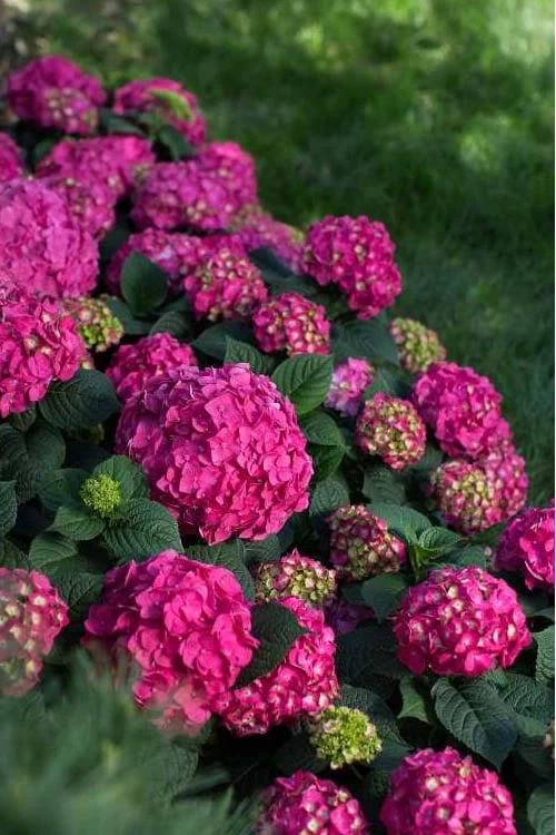 Summer Crush Endless Summer Hydrangea - 3 Gallon Pot 8 Summer Crush Endless Summer Hydrangea - 3 Gallon Pot - Image 6