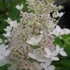 Tardiva Hydrangea - 3 Gallon Pot -Garden & Outdoor Sale Shop Hydrangea Tardiva 12