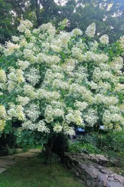 Tardiva Hydrangea - 3 Gallon Pot -Garden & Outdoor Sale Shop Hydrangea Tardiva 16