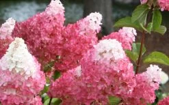 Vanilla Strawberry Hydrangea - 1 Gallon Pot -Garden & Outdoor Sale Shop Hydrangea Vanilla Strawberry 3 1