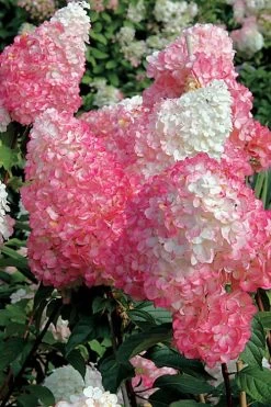 Vanilla Strawberry Hydrangea - 3 Gallon Pot -Garden & Outdoor Sale Shop Hydrangea Vanilla Strawberry BS