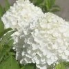 White Wedding Hydrangea - 2 Gallon Pot -Garden & Outdoor Sale Shop Hydrangea White Wedding Closeup 5 x750