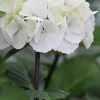 Zebra Hydrangea - 1 Gallon Pot 2 Zebra Hydrangea - 1 Gallon Pot -Garden & Outdoor Sale Shop Hydrangea Zebra 500x750 1