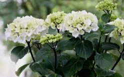Zebra Hydrangea - 1 Gallon Pot -Garden & Outdoor Sale Shop Hydrangea Zebra Flowers