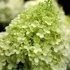 Limelight PeeGee Hydrangea - 1 Gallon Pot