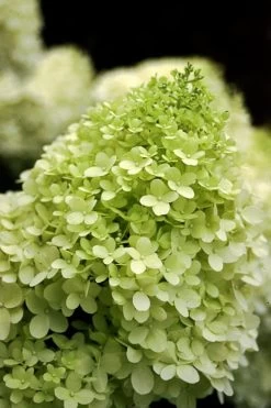 Limelight PeeGee Hydrangea - Single Trunk Topiary Tree - 5 Gallon Pot -Garden & Outdoor Sale Shop Hydrangea limelightf BS 3