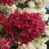 Diamond Rouge Hydrangea - 3 Gallon Pot -Garden & Outdoor Sale Shop Hydrangia Diamond Rouge 3