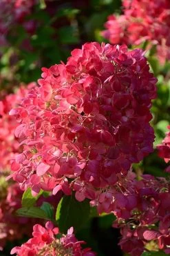 Diamond Rouge Hydrangea - 3 Gallon Pot -Garden & Outdoor Sale Shop Hydrangia Diamond Rouge 5