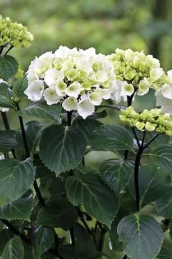 Zebra Hydrangea - 3 Gallon Pot 15 Zebra Hydrangea - 3 Gallon Pot -Garden & Outdoor Sale Shop Hydrangrea Zebra 11