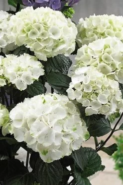 Zebra Hydrangea - 3 Gallon Pot 12 Zebra Hydrangea - 3 Gallon Pot -Garden & Outdoor Sale Shop Hydrangrea Zebra 12 1