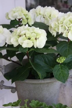 Zebra Hydrangea - 3 Gallon Pot 13 Zebra Hydrangea - 3 Gallon Pot -Garden & Outdoor Sale Shop Hydrangrea Zebra 14 1