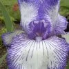 Hemstitched Reblooming Fragrant Bearded Iris- 1 Gallon Pot