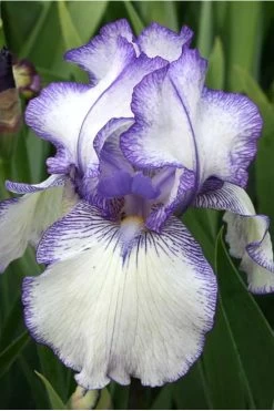 Hemstitched Reblooming Fragrant Bearded Iris- 1 Gallon Pot -Garden & Outdoor Sale Shop Iris Hemstitched 10