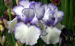 Hemstitched Reblooming Fragrant Bearded Iris- 1 Gallon Pot -Garden & Outdoor Sale Shop Iris Hemstitched 11