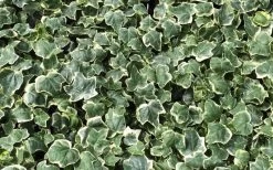 Anne Marie White Variegated Ivy (Hedera Helix) - 6 Pack Of 2.5" Pots -Garden & Outdoor Sale Shop Ivy Anne Marie 1