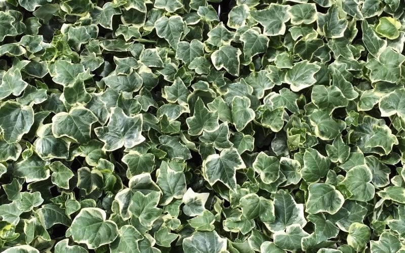 Anne Marie White Variegated Ivy (Hedera Helix) - 10 Count Flat Of Pint Pots 7 Anne Marie White Variegated Ivy (Hedera Helix) - 10 Count Flat Of Pint Pots - Image 5